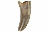 Bargain, Tyrannosaur Tooth - Judith River Formation #72344-1